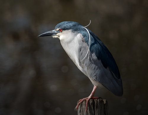 Kwak