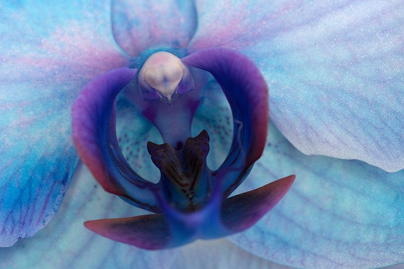 Closeup of a blue-purple orchid by W J Kok