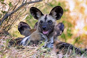 Wilde hond in Kruger Nationaal Park Zuid-Afrika van W. Woyke