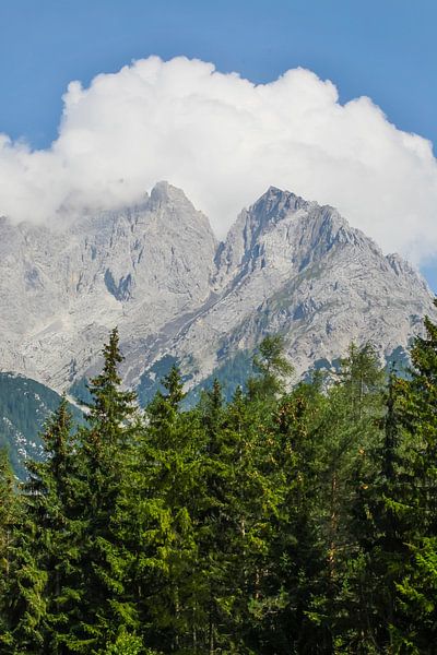 Forest by Thomas Jäger