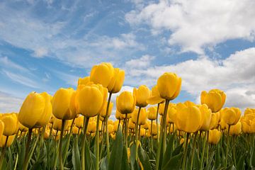 Gele tulpen van Tonko Oosterink