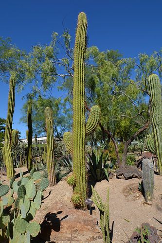 Cactus Garden, Henderson