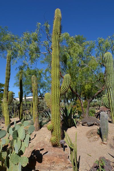 Cactus Garden, Henderson von GH Foto & Artdesign