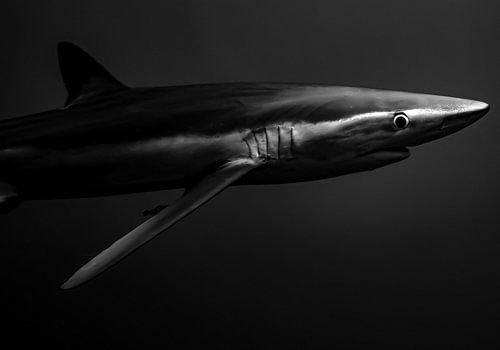 Präsenz im Schatten