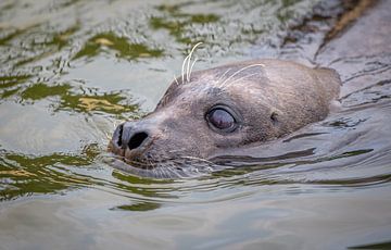 Nieuwsgierige Zeehond in de Oosterschelde van Wouter Triki Photography