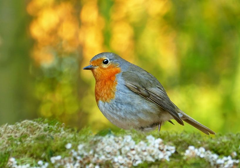 Robin in Evening Sun by Caroline Lichthart