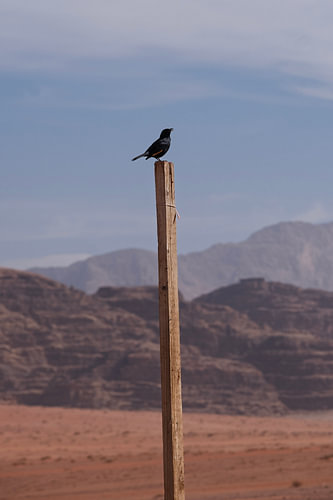 Singender Vogel auf einem Pfahl