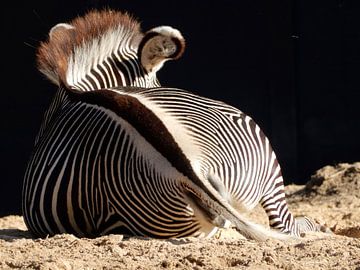 Zebra neemt zonnebad by Louise Hoffmann