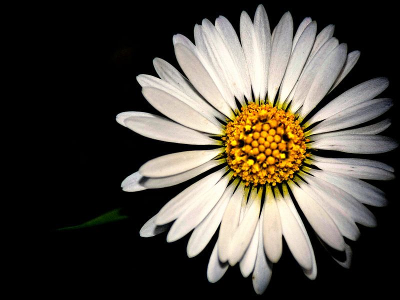 Gänseblümchen von Christine Nöhmeier