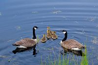 Great Canada goose pair with chicks
