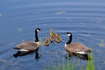 Couple de bernaches du Canada avec poussins sur Miny'S