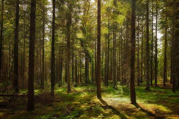 Soleil dans la forêt sur Dieter Ludorf