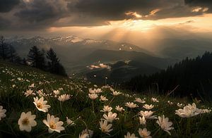 Leuchtende Alpen im Sommerlicht
