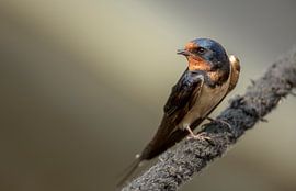 Zwaluw von Rando Kromkamp Natuurfotograaf