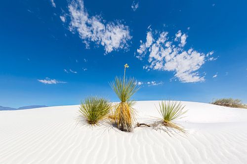 White Sands Impressie