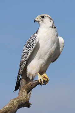 Giervalk (Falco rusticolus) van Ronald Pol