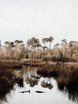 Natuur - De weerspiegeling van bomen in het water - fotografie van Linn Fotografie
