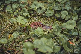 Kaimaninseln Costa Rica von Sebastiaan Hollaar