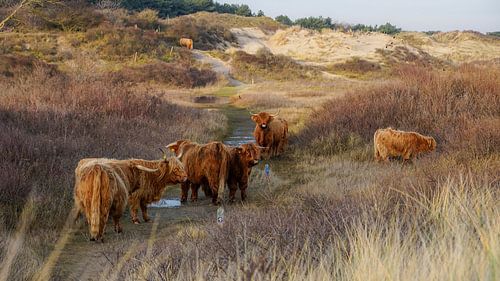 Schotse hooglander in duin