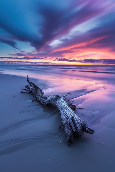 Küsten-Treibholzästhetik von fernlichtsicht