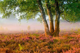 Sunrise over a heather landscape by Sjoerd van der Wal Photography