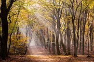 Zonnestralen door het herfstbos van Judith Borremans thumbnail