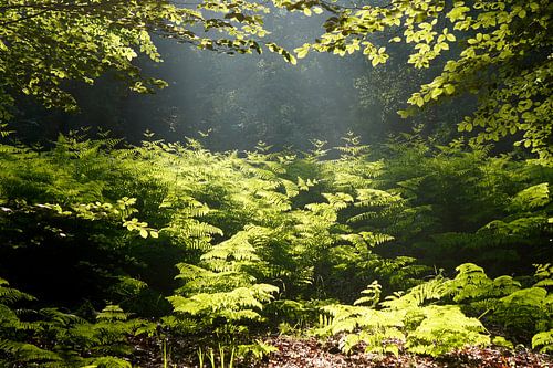 Radiant Ferns in the Sunlight