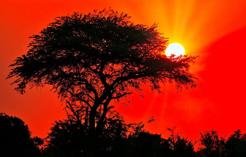 Zonsopgang in Afrika, Oeganda van WiWo