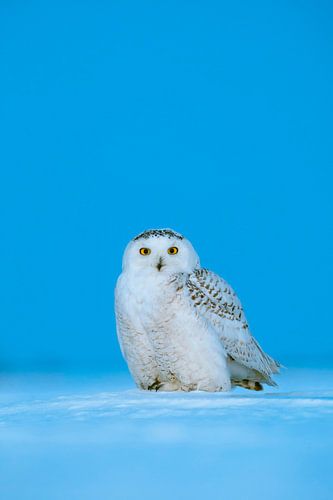 Sneeuwuil zitten in de sneeuw.