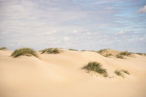 Rolling dunes with marram grass on Texel