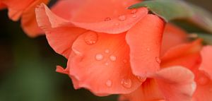 Gladiolus
