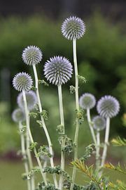 Blaue Kugeldistel von Anne Wil Stegeman