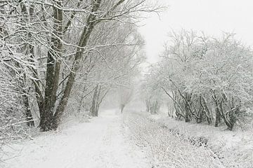 Onset of winter, heavy snow fall, hiking path leading through the old rhine sling along a small broo van wunderbare Erde