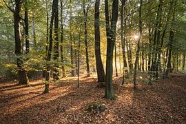 Forest by Lisa Bouwman