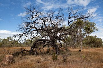 Arbre dans le parc volcanique Undara, Australie. sur Kees van Dun