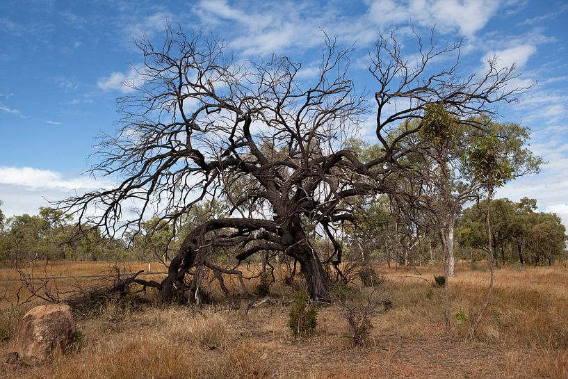 Baum im undara vulkanischen Park, Australien. von Kees van Dun