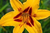 Yellow Asian Lily