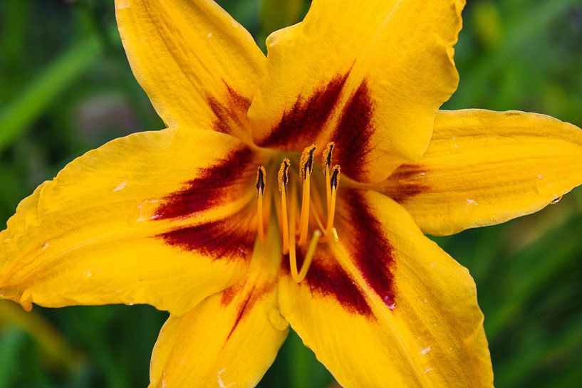Lys asiatique jaune par Sharona de Wolf