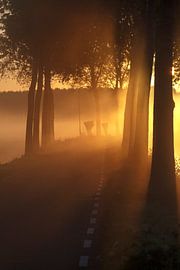 ochtend gloren von ton vogels