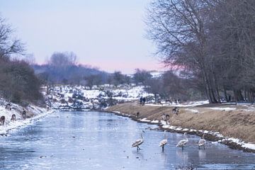 Des oies dans la neige avec le coucher du soleil sur Anne Zwagers