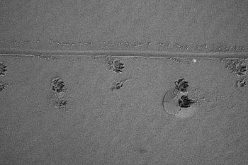empreintes de pattes dans le sable