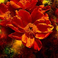 Rozen in de herfst