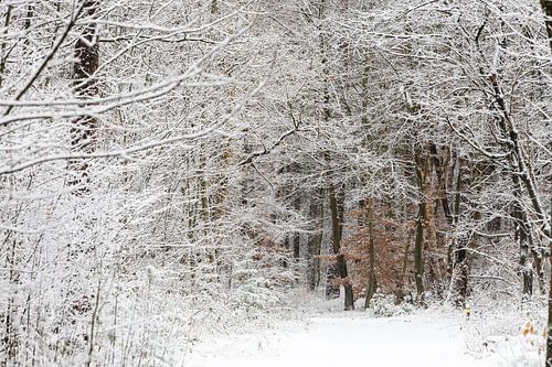 Winter in het Zeister bos, Utrechtse heuvelrug!