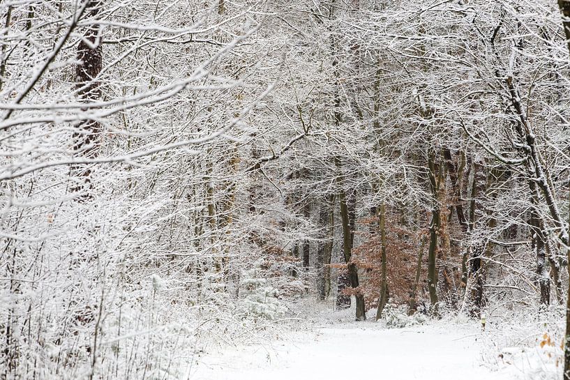 Winter in het Zeister bos, Utrechtse heuvelrug! van Peter Haastrecht, van