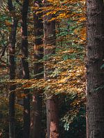 Vorherbst