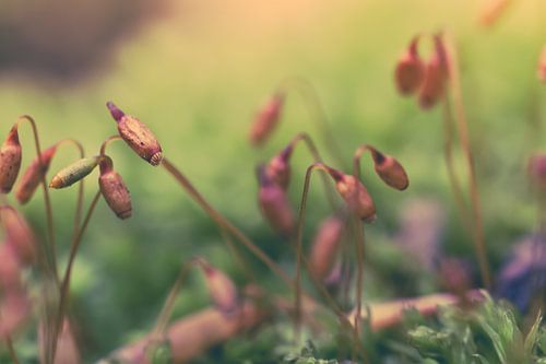 Klein Mos in een donker bos. 