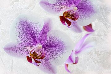 Orchidee, rosa lila von Rietje Bulthuis