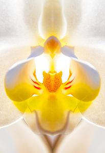 Der Stempel einer Orchidee von Nynke Altenburg