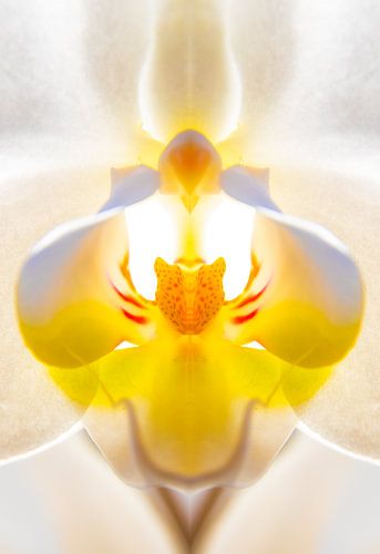 Orchidee, symmetrie