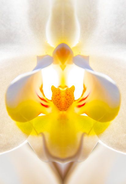 The pistil of an orchid by Nynke Altenburg